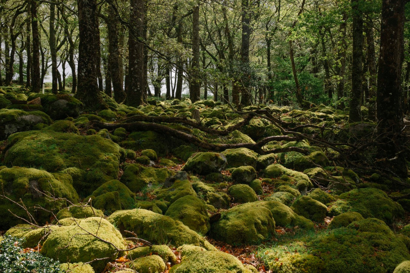 Our Irish Natural Woodlands