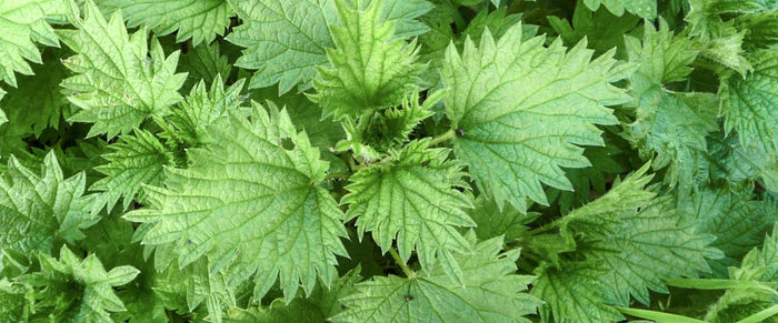 Pickable Edibles: The STABLE Guide to Foraging Nettle Tops-STABLE of Ireland