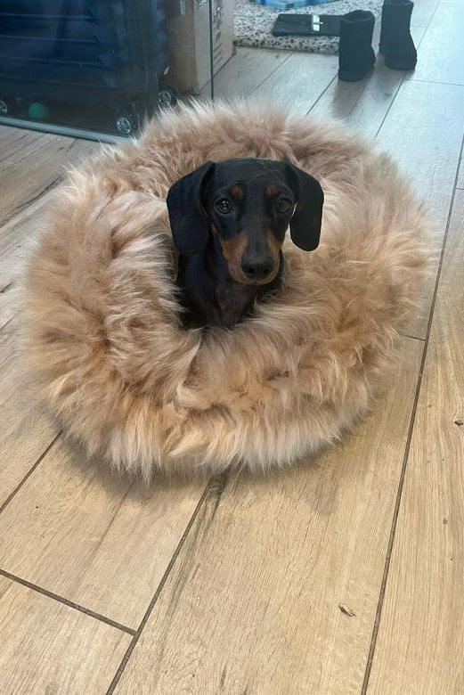 Champagne Irish Sheep Wool Dog Bed-Dog Beds-STABLE of Ireland