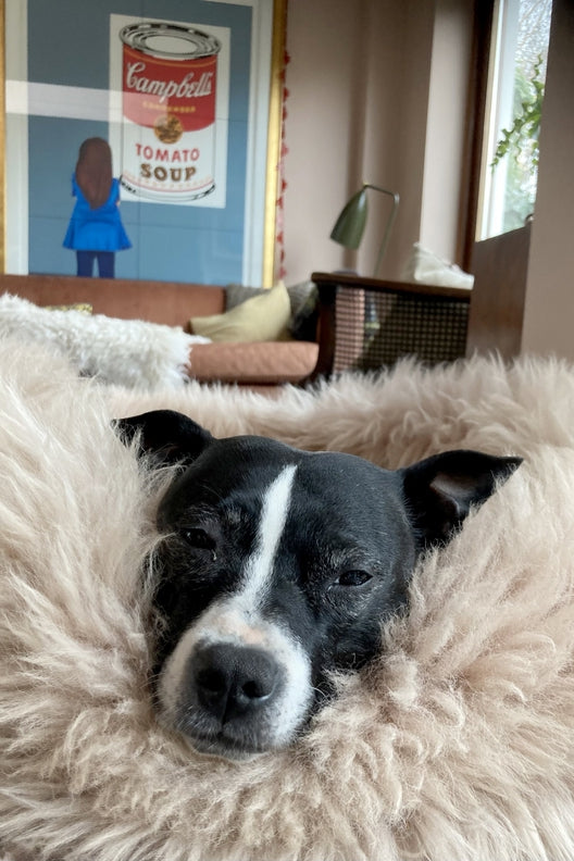 Cream Irish Sheep Wool Dog Bed-Dog Beds-STABLE of Ireland